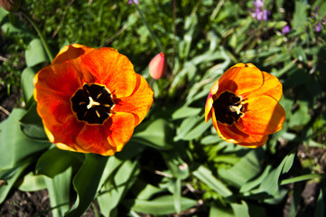red and yellow tulips - 258616429