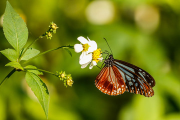 Blue and Sienna Taiwan Butterfly on Flower