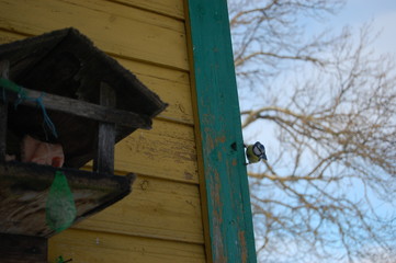 bird feeder  - 258616492