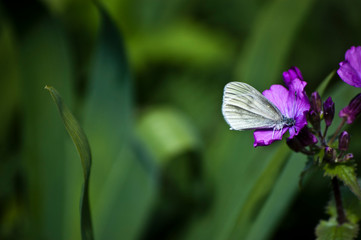 Wood White butterfly on flower