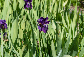 Beautiful purple iris flowers on a bright Southern California spring day