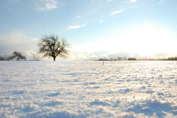 Single tree and snow covered land