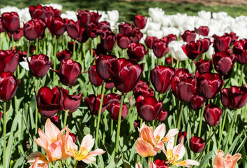 Gorgeous deep red tulips surrounded by oink and white tulips in springtime, Southern California