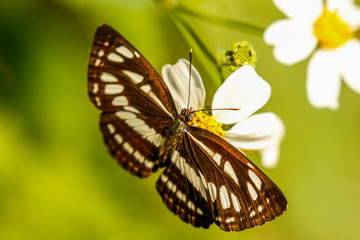 Colorful Brown and White Taiwan Butterfly on Flower