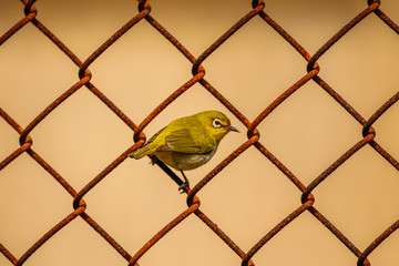 Japanese White Eye on Rusty Chain Link Fence in Taipei
