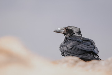 Bird in Simien mountain Ethiopian