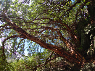 The view at Reserva Florofaunistica reserve in Merlo, San Luis, Argentina.