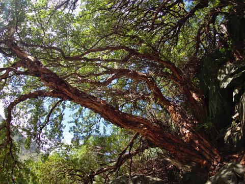 The view at Reserva Florofaunistica reserve in Merlo, San Luis, Argentina.