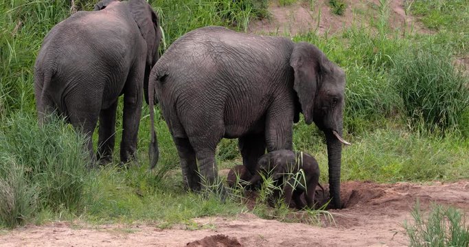 baby elephant with his family in the savannah, park kruger south africa