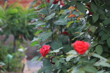 red roses in the garden, Brazil.