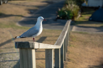Sea gull sitting on fence