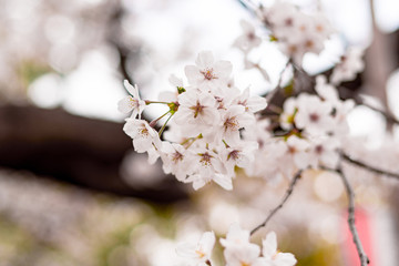 咲いた咲いたサクラが咲いた