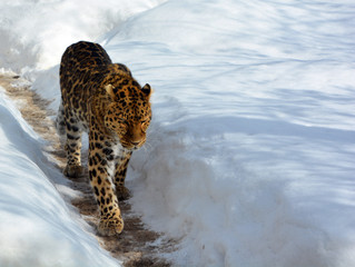 Amur leopard is a leopard subspecies native to the Primorye region of southeastern Russia and the Jilin Province of northeast China. - obrazy, fototapety, plakaty