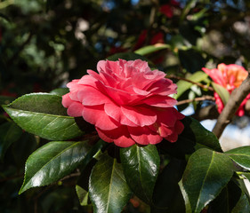 Beautiful red camellia flower in springtime, Southern California