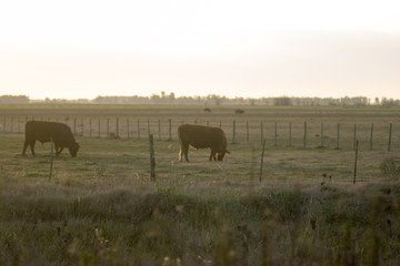 Hereford cattle grazing at dusk in a farm
