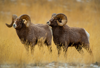 Bighorn Ram eyes forward