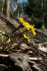 Coltsfoot