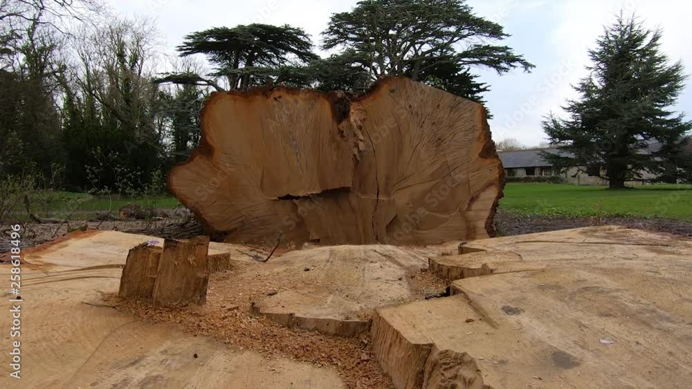 Poster camera raising up from ground level over a cutout tree log, chainsaw marks and timber all over the p