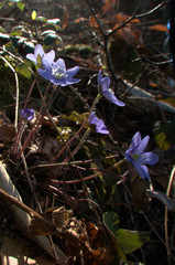 Anemone hepatica; liverwort flowers in woodland, Swiss Alps