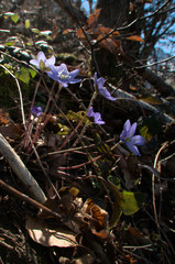 Anemone hepatica; liverwort flowers in woodland, Swiss Alps