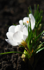 Obraz premium white crocus flower