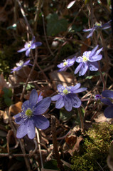 Anemone hepatica; liverwort flowers in woodland, Swiss Alps