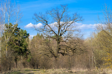 Fototapeta premium The arrival of spring in the forest, buds on the trees bloom, foliage flowering