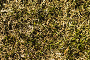 green grass texture
