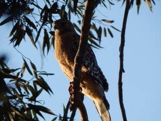 Red-Tailed hawk perched on oleander tree branch