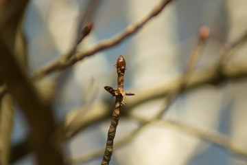 tree branch with buds background, spring