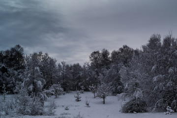 Winter landscape with clouds and snow in trees and bushes