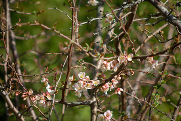 Blüten Licht Baum Blüten Focus und Fern #61