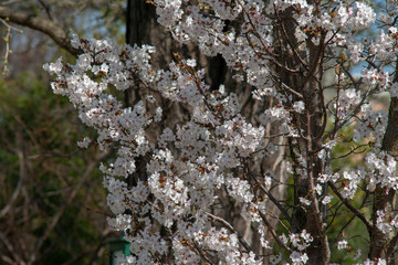 Blüten Licht Baum Blüten Focus und Fern #54