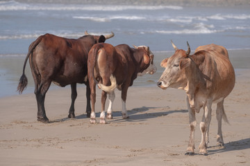 Nguni cows on the beach at Port St Johns on the wild coast in South Africa.