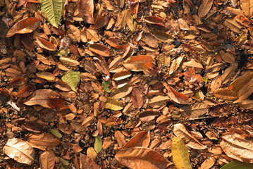 Hojas Secas sobre un estanque