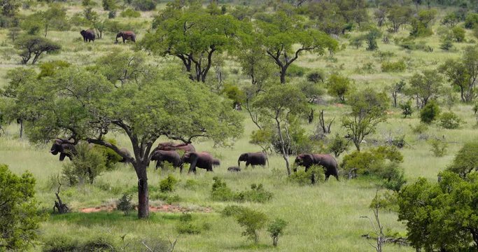 herd of elephant in the savannah, park kruger south africa