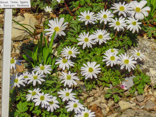 Weiße Blumen und Blüten im Focus #5