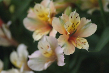SONY DSC