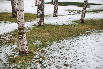 trunks of birches in the snow in the Park