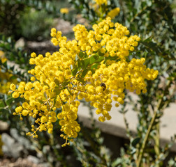 Beautiful mimosa flowers and a bee in springtime, Southern California