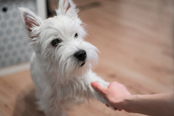 Adorable puppy West highland white terrier (shortcut: Westie) gives paw. Hand shake