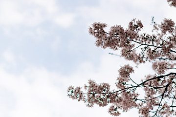 サクラが咲いた