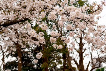 サクラが咲いた