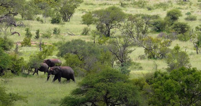 herd of elephant in the savannah, park kruger south africa