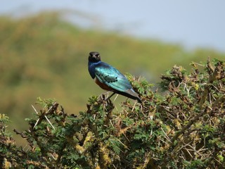 Blaue Schönheit