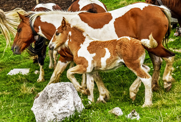 foal and mare graze on the mountain