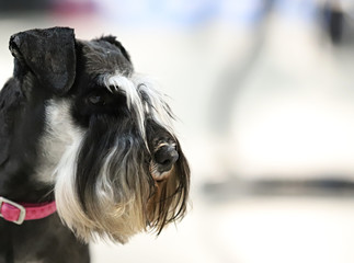 Portrait of a beautiful thoroughbred dog, blurred background, schnauzer