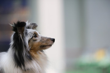 portrait of a dog, Border Collie