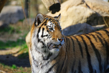 Portrait eines Tigers