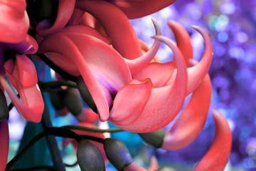 Exotic flower plant. Jade Vine Flower. Close up in duo  coral red pink gradient tone in vibrant...